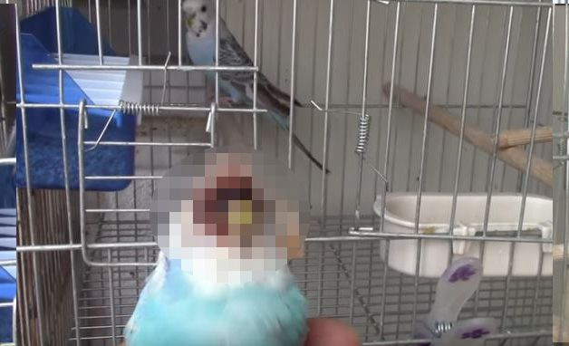 Muhabbet kuşu eşini parçaladı! - Sayfa 5