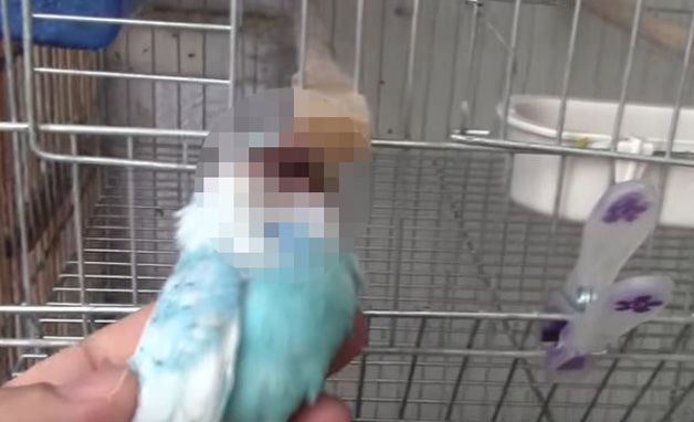 Muhabbet kuşu eşini parçaladı! - Sayfa 6