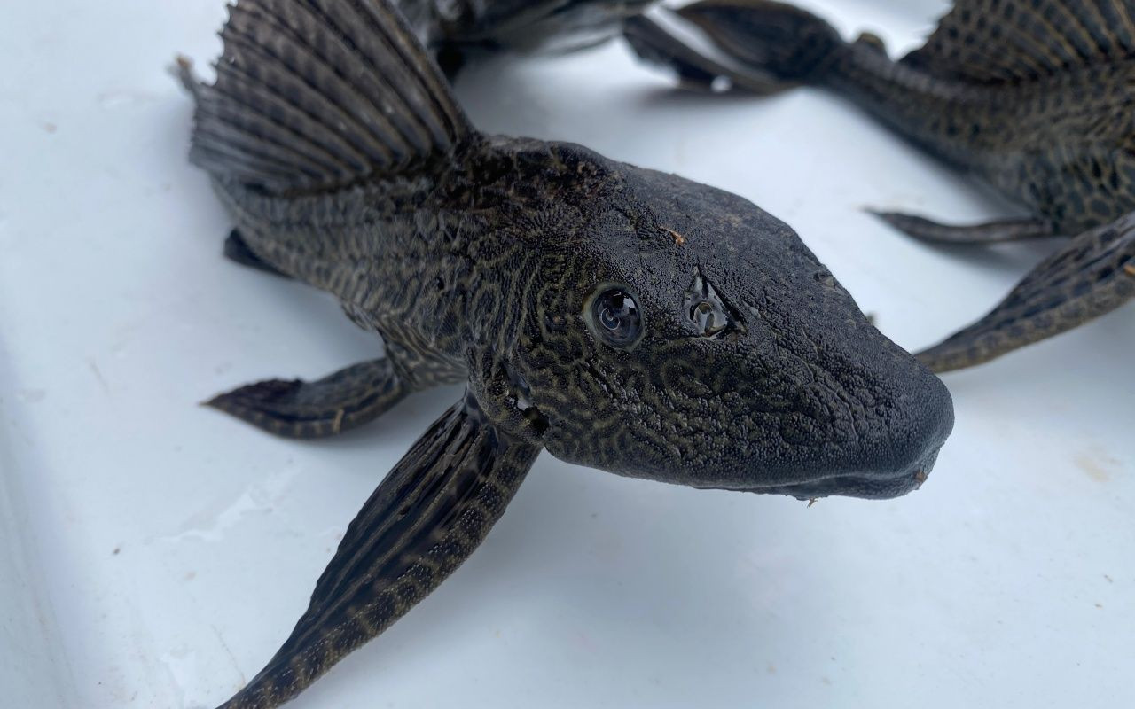 O kentte istilacı balık tehlikesi - Sayfa 5