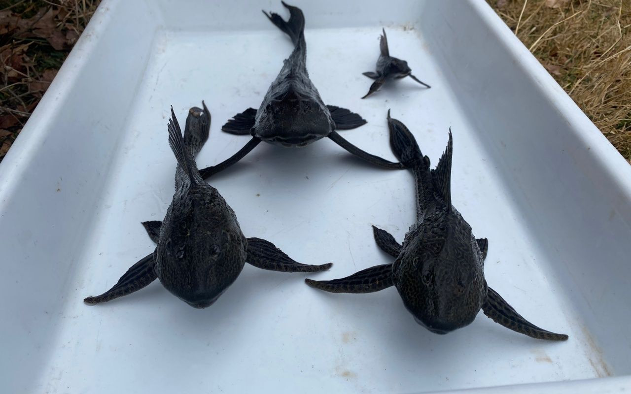 O kentte istilacı balık tehlikesi - Sayfa 7