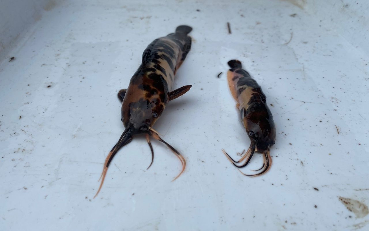 O kentte istilacı balık tehlikesi - Sayfa 6