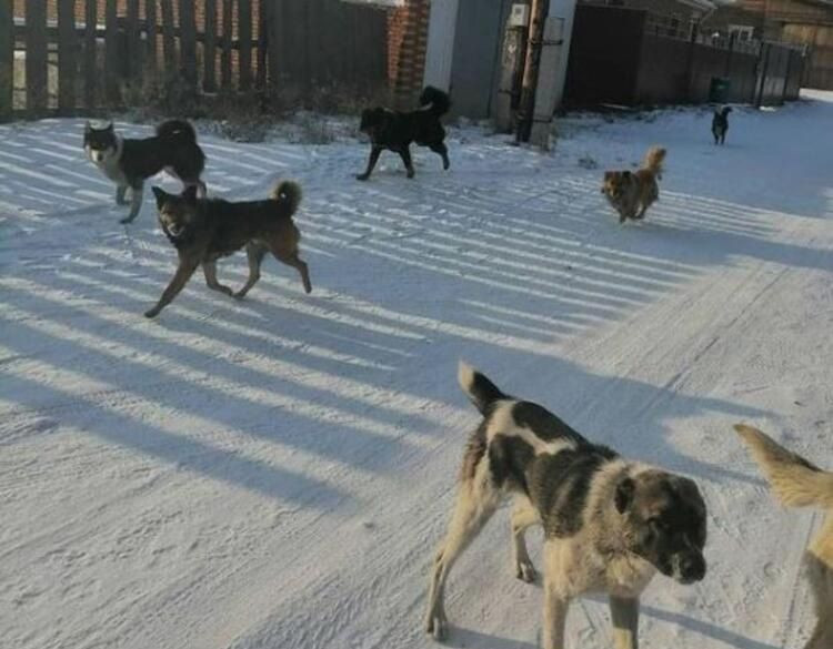 20 yaşındaki Rus güzellik uzmanı vahşi köpeklerin saldırısına uğradı! - Sayfa 11
