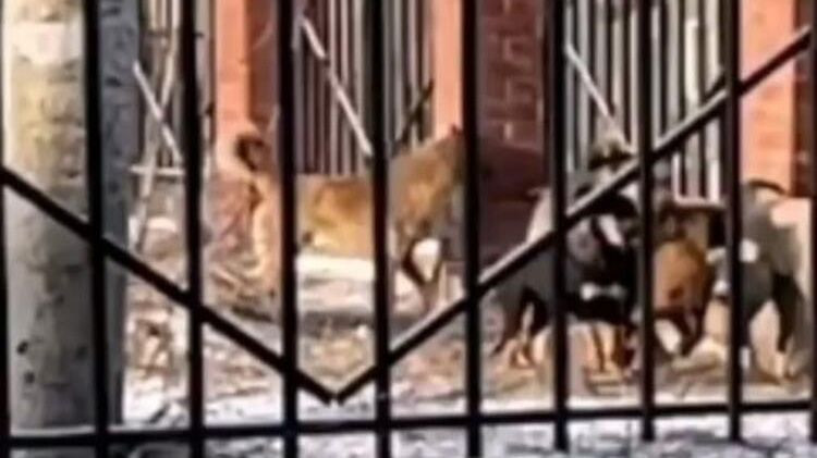 20 yaşındaki Rus güzellik uzmanı vahşi köpeklerin saldırısına uğradı! - Sayfa 15