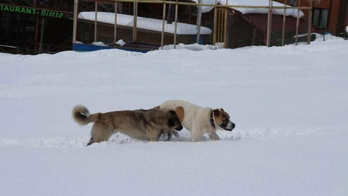 Ayder Yaylası'nda koronavirüs sessizliği! - Sayfa 10