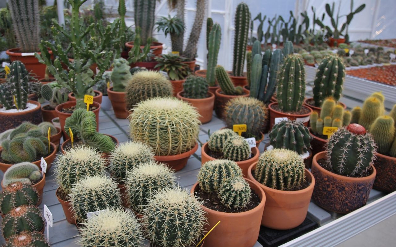 Çay bahçesini söken Rizeli kaktüs yetiştirmeye başladı - Sayfa 10