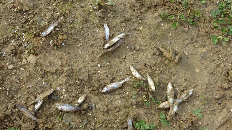 Ömerli Barajı'ndaki yavru balıklar için harekete geçtiler! - Sayfa 7