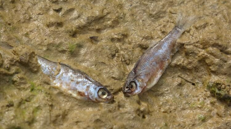 Ömerli Barajı'ndaki yavru balıklar için harekete geçtiler! - Sayfa 8