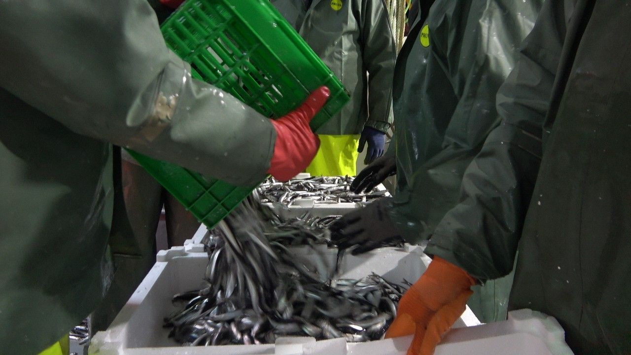 Bereketli olsun! Karadeniz hamsisi 15 TL - Sayfa 6