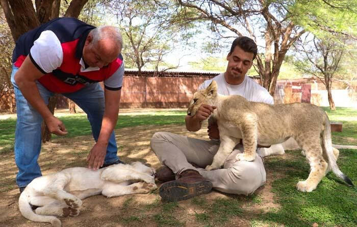 Aslanları yakından görebilmek için 'kafese' giriyorlar! - Sayfa 10