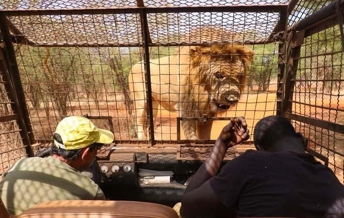 Aslanları yakından görebilmek için 'kafese' giriyorlar! - Sayfa 11