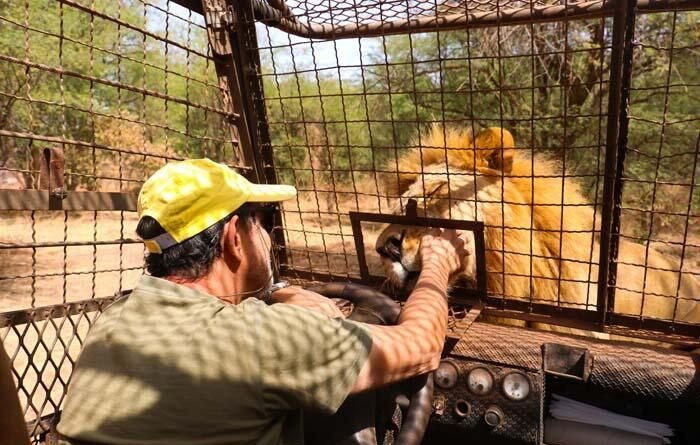 Aslanları yakından görebilmek için 'kafese' giriyorlar! - Sayfa 5