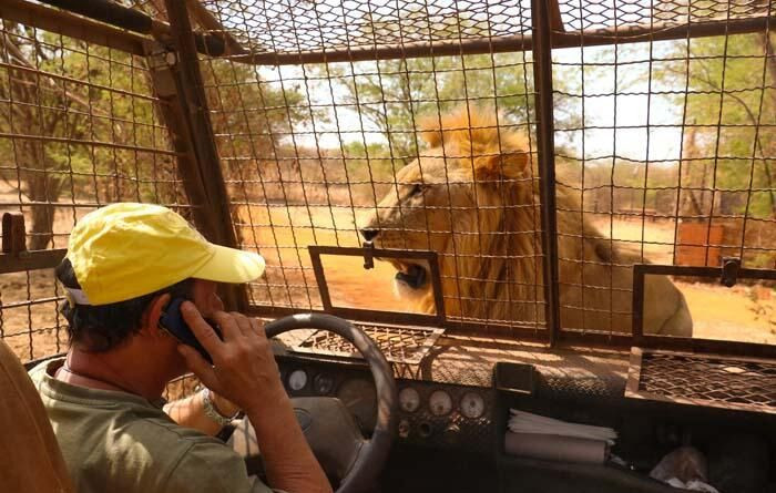 Aslanları yakından görebilmek için 'kafese' giriyorlar! - Sayfa 6