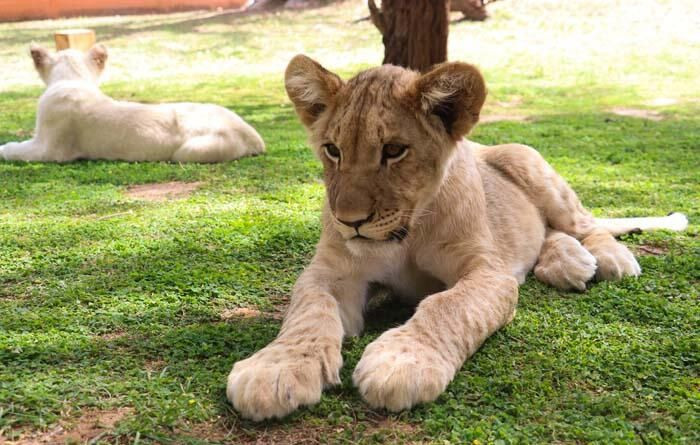 Aslanları yakından görebilmek için 'kafese' giriyorlar! - Sayfa 7