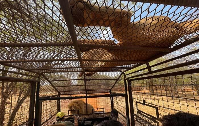 Aslanları yakından görebilmek için 'kafese' giriyorlar! - Sayfa 8