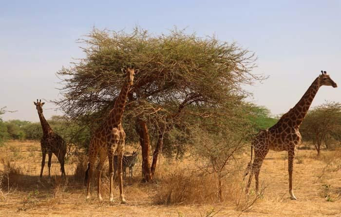 Aslanları yakından görebilmek için 'kafese' giriyorlar! - Sayfa 9