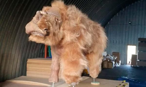 Rusya'da 40 bin yıldır buzulda korunan gergedan bulundu - Sayfa 5