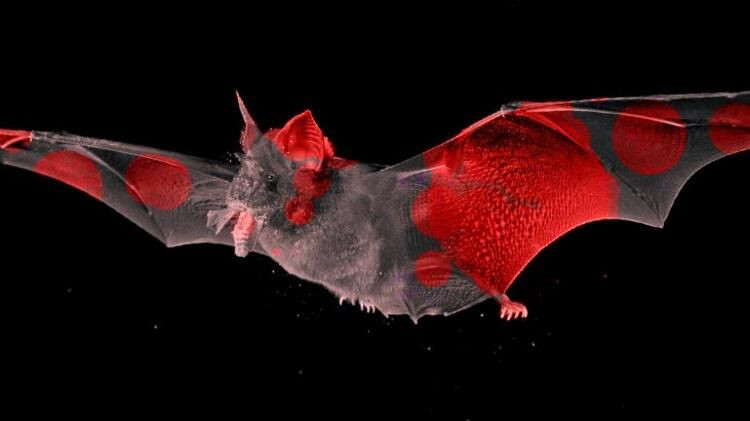 Korona tedavisinde 'Monoklonal antikor' mucizesi - Sayfa 5