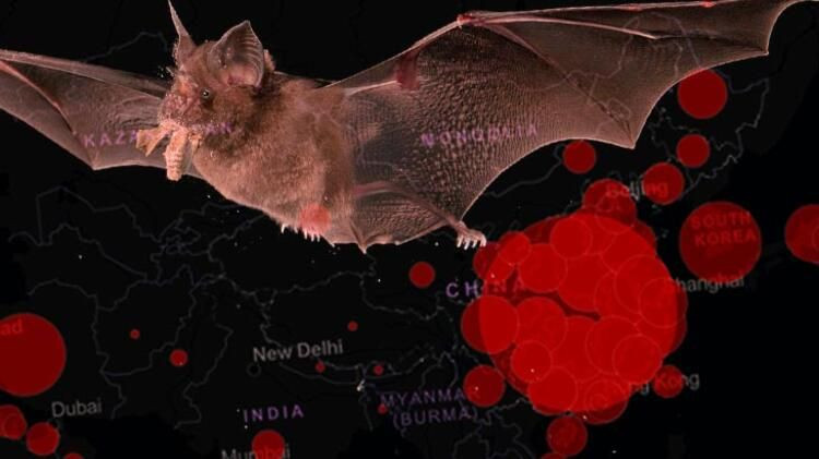 Korona tedavisinde 'Monoklonal antikor' mucizesi - Sayfa 12