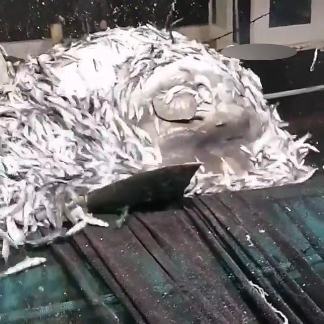 Balıkçıların ağına takılan dev ay balığı denize bırakıldı - Sayfa 5