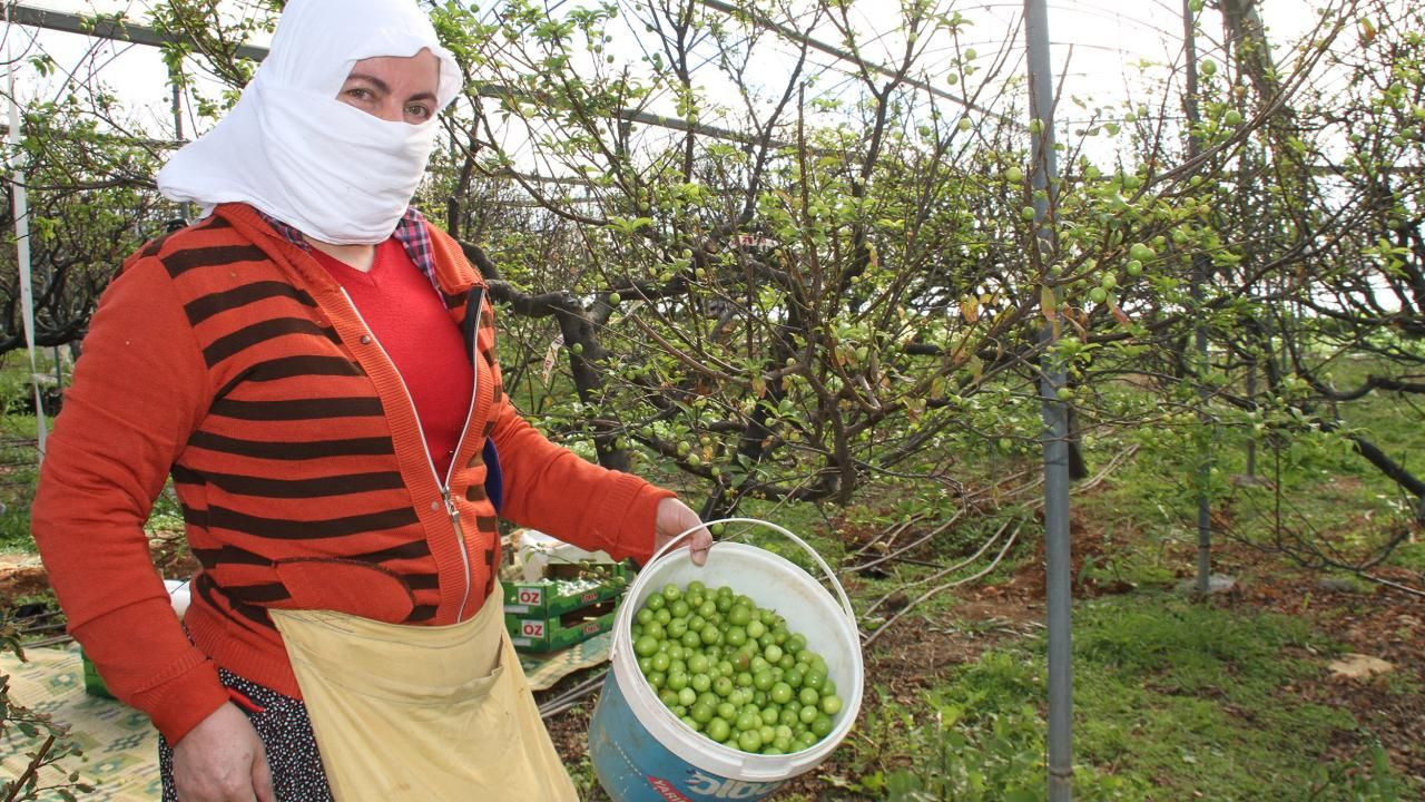 Yılın ilk eriğinin kilosu tarlada 500 TL'ye satıldı - Sayfa 10