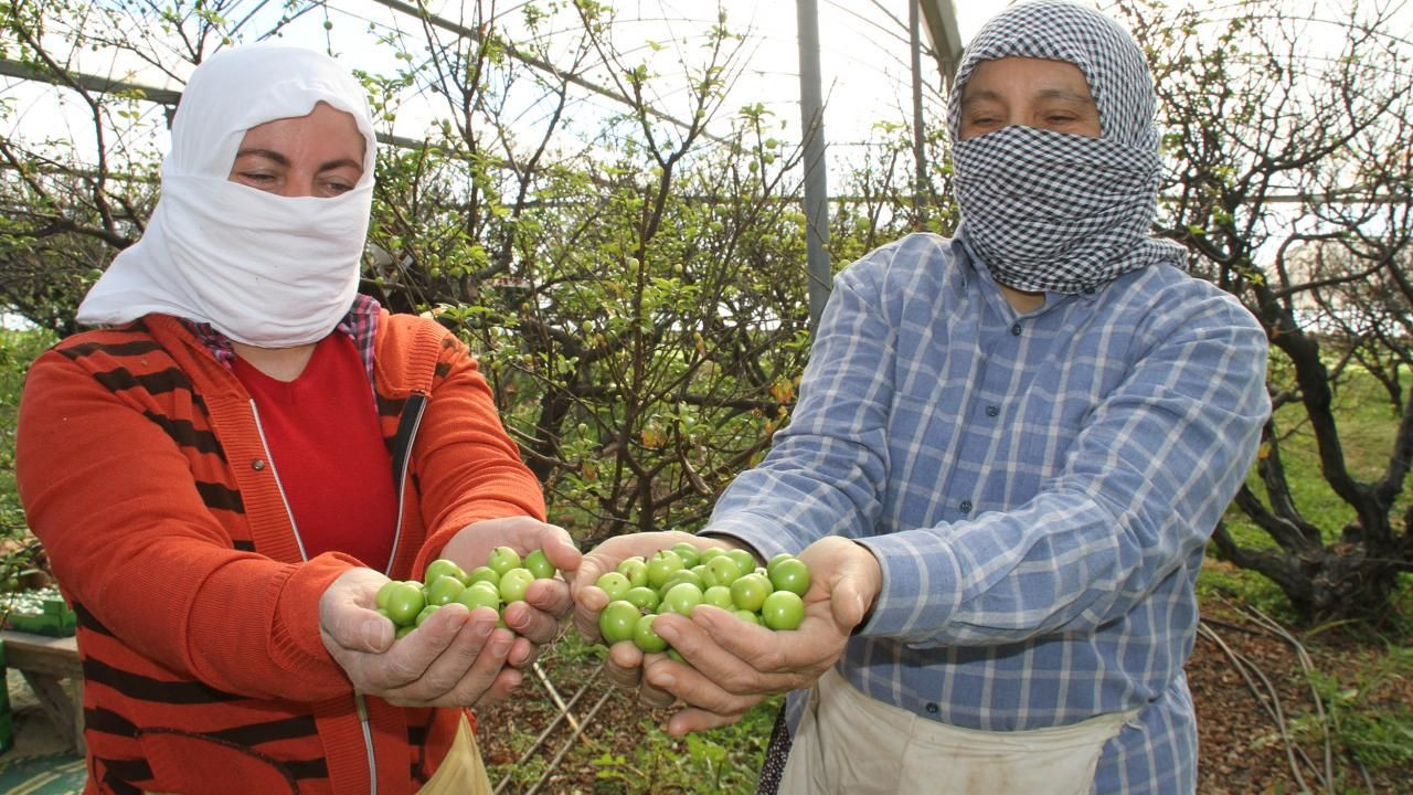 Yılın ilk eriğinin kilosu tarlada 500 TL'ye satıldı - Sayfa 11