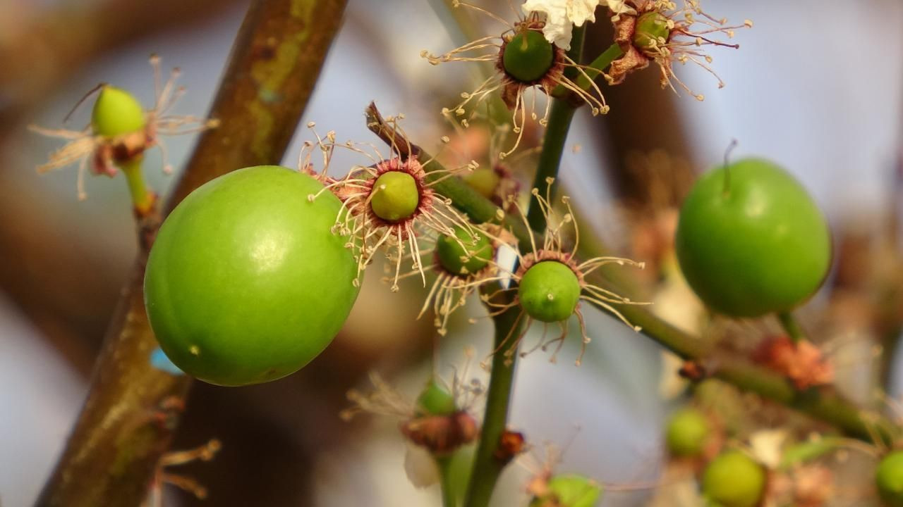 Yılın ilk eriğinin kilosu tarlada 500 TL'ye satıldı - Sayfa 5
