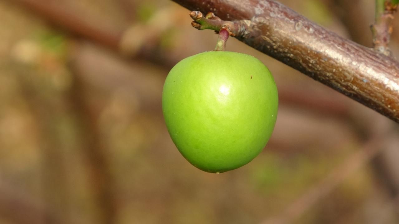 Yılın ilk eriğinin kilosu tarlada 500 TL'ye satıldı - Sayfa 7