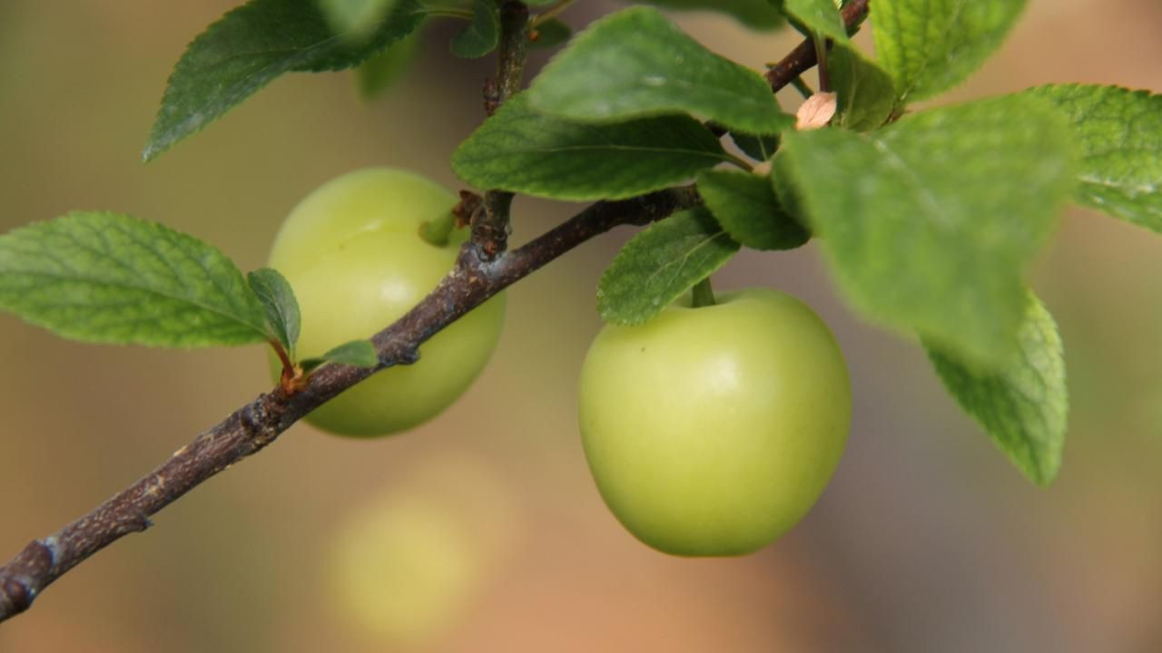 Yılın ilk eriğinin kilosu tarlada 500 TL'ye satıldı - Sayfa 8