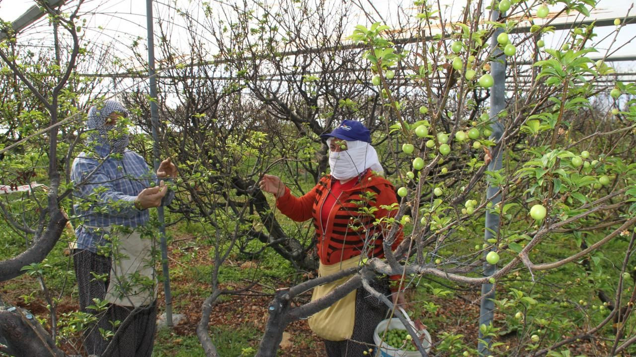 Yılın ilk eriğinin kilosu tarlada 500 TL'ye satıldı - Sayfa 9