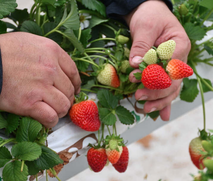 Metropoldeki işini bırakıp köyüne sera kurdu - Sayfa 6