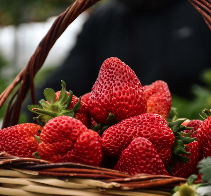 Metropoldeki işini bırakıp köyüne sera kurdu - Sayfa 10