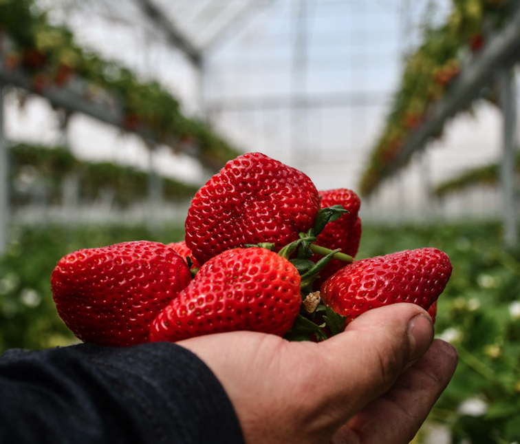 Metropoldeki işini bırakıp köyüne sera kurdu - Sayfa 9