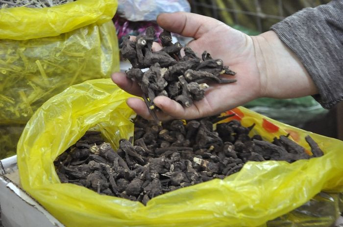 Sağlık Bakanı kameralar önünde zehirli bitkiyi kaynatıp içti! - Sayfa 9