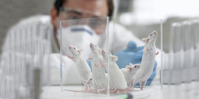 İşkence gören 'Ralph' korkunç gerçeği ortaya çıkardı! İşte Türkiye'deki kobay hayvanların durumu... - Sayfa 6