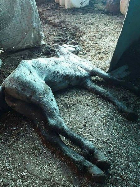 İBB'deki 978 kayıp at skandalında kan donduran belge! Kayıt dışı ilaç kullanılmış... - Sayfa 7