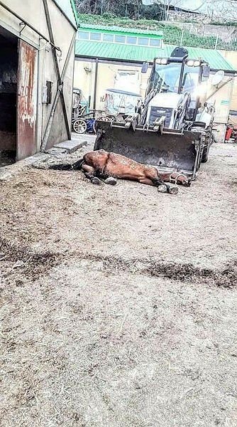 İBB'deki 978 kayıp at skandalında kan donduran belge! Kayıt dışı ilaç kullanılmış... - Sayfa 6