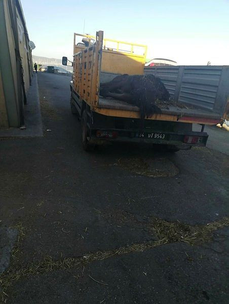 İBB'deki 978 kayıp at skandalında kan donduran belge! Kayıt dışı ilaç kullanılmış... - Sayfa 9