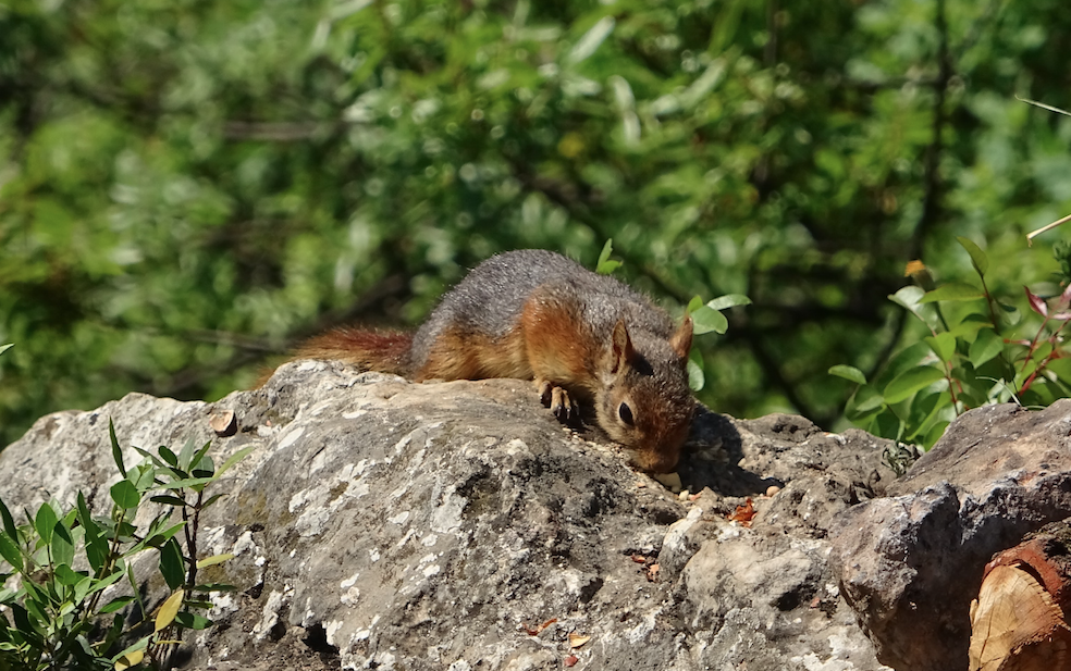 Dağ yürüyüşçüsü ile sincap her gün ormanda buluşuyor - Sayfa 6