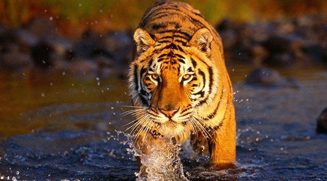 Kafes kapıları açık bırakılan kaplan, görevliyi parçalayarak öldürdü! - Sayfa 6