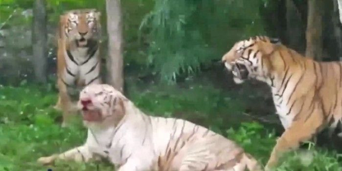 Kafes kapıları açık bırakılan kaplan, görevliyi parçalayarak öldürdü! - Sayfa 8