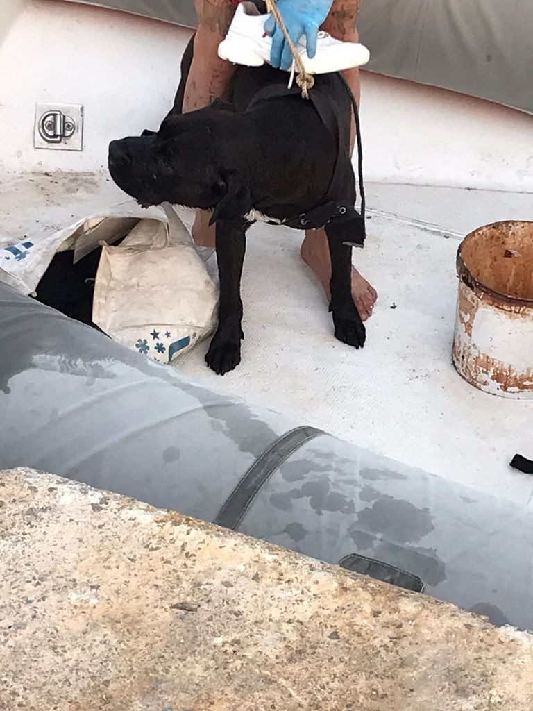 Köpeğini kurtarmak isterken falezlerde mahsur kaldı - Sayfa 18