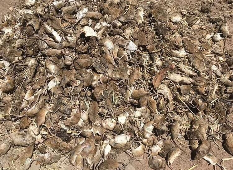 Yamyam fareler ülkeyi sardı! Ölümcül hastalık yayıyorlar... - Sayfa 5