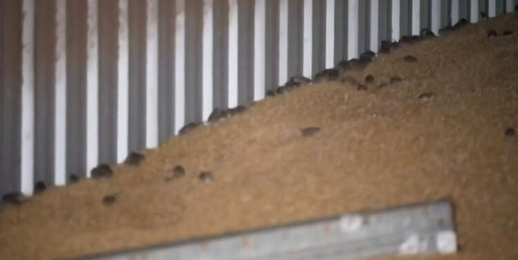 Yamyam fareler ülkeyi sardı! Ölümcül hastalık yayıyorlar... - Sayfa 8