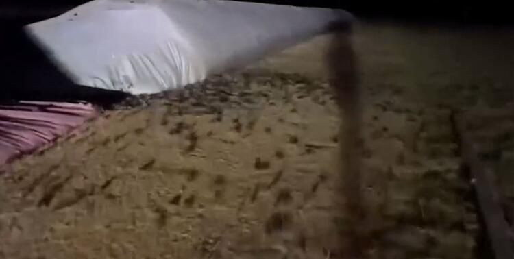 Yamyam fareler ülkeyi sardı! Ölümcül hastalık yayıyorlar... - Sayfa 9