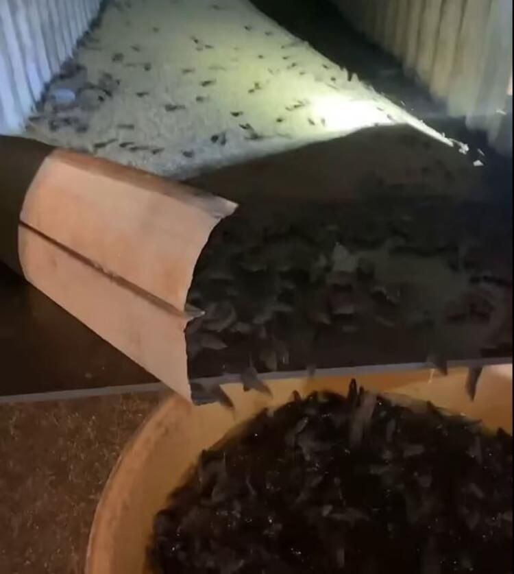 Yamyam fareler ülkeyi sardı! Ölümcül hastalık yayıyorlar... - Sayfa 15