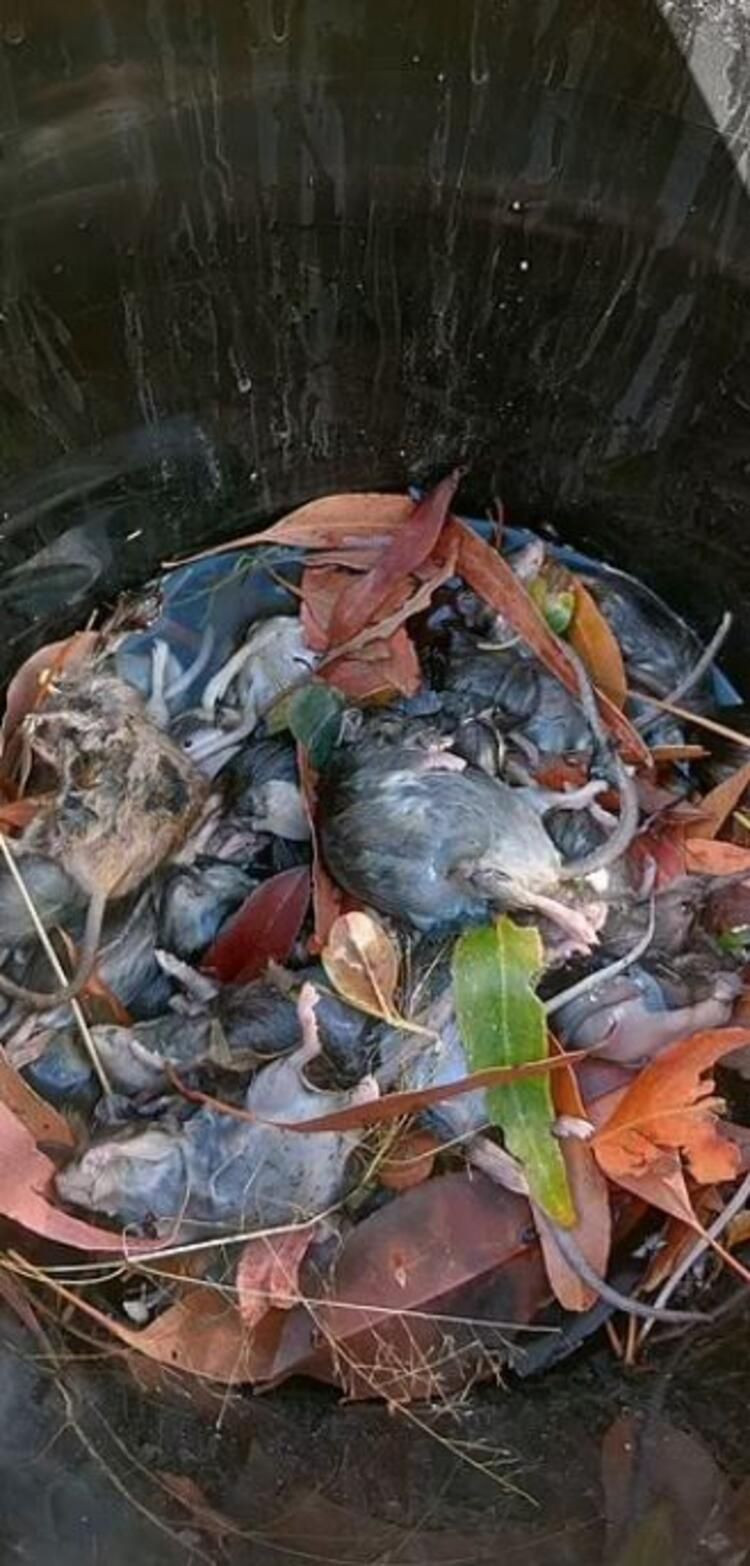 Yamyam fareler ülkeyi sardı! Ölümcül hastalık yayıyorlar... - Sayfa 17