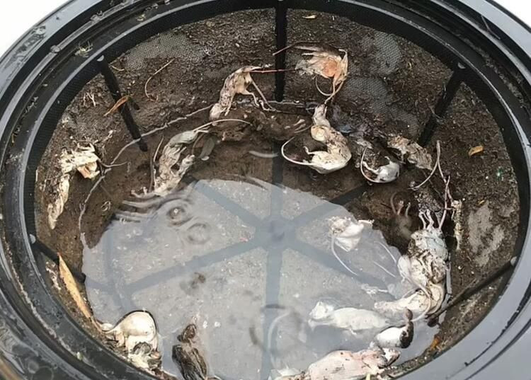 Yamyam fareler ülkeyi sardı! Ölümcül hastalık yayıyorlar... - Sayfa 14