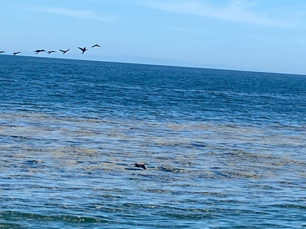 Deniz salyası Marmara Denizi'ni esir aldı! - Sayfa 5