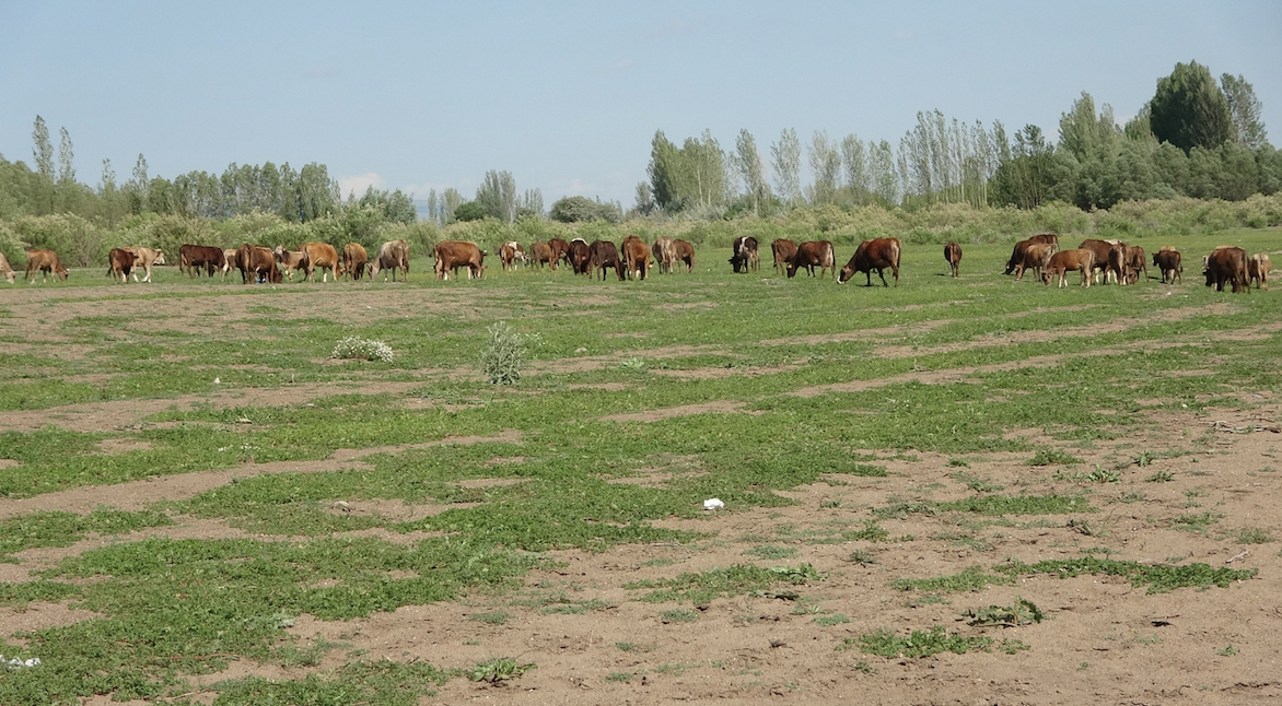 Kılıçkaya Barajı alarm veriyor! Yaşanan kuraklık sebebiyle adeta hayvanlara mera oldu - Sayfa 11