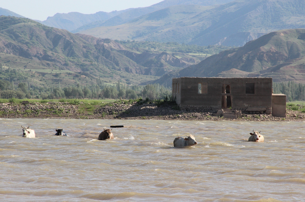 Kılıçkaya Barajı alarm veriyor! Yaşanan kuraklık sebebiyle adeta hayvanlara mera oldu - Sayfa 12